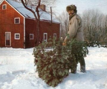 Starting a Christmas Tree Business Image